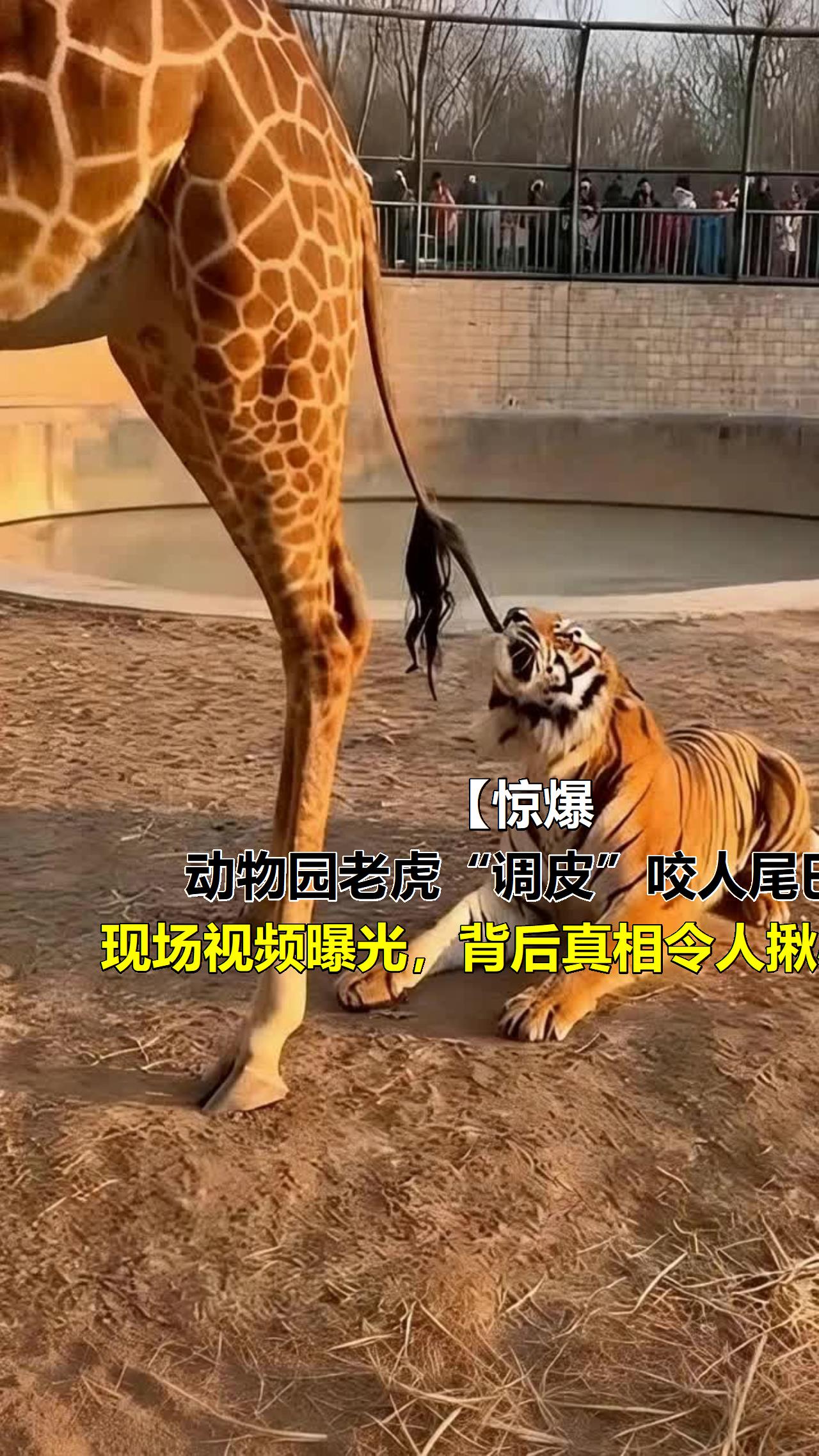 「惊爆!动物园老虎“调皮”咬人尾巴,现场视频曝光,背后真相令人揪心!」