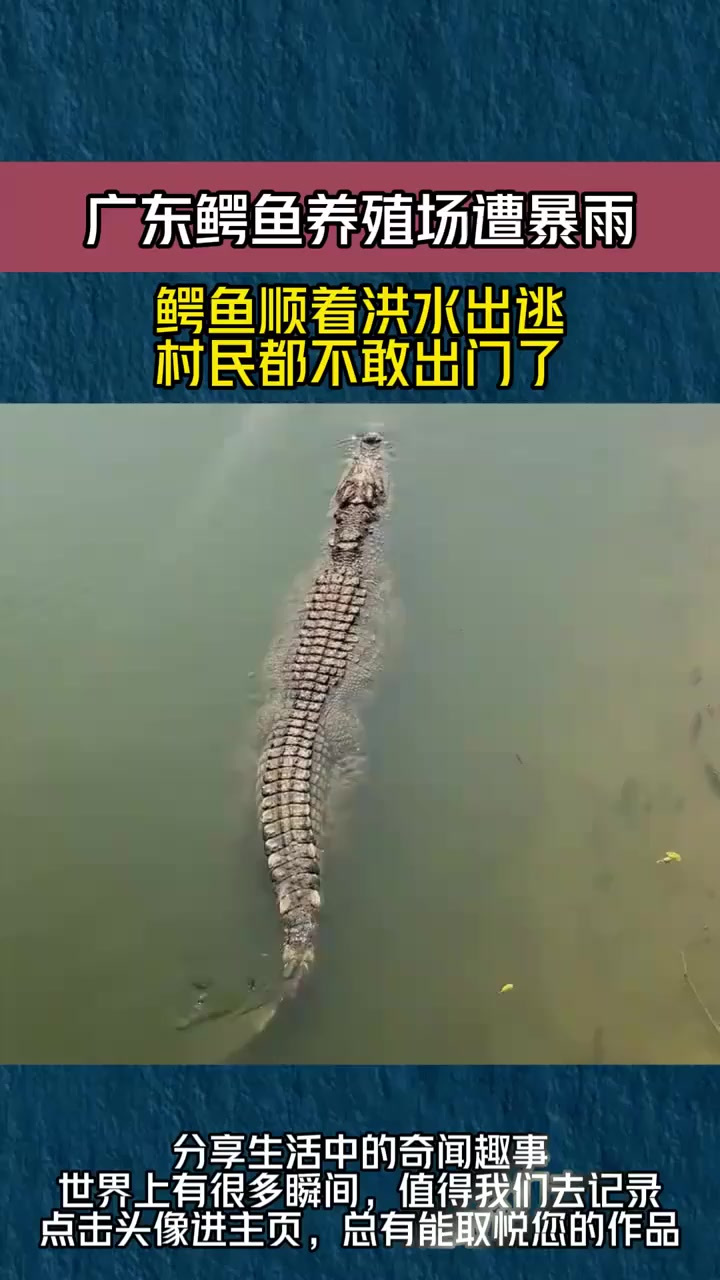 广东鳄鱼养殖场遭暴雨，鳄鱼顺着洪水出逃，村民都不敢出门了