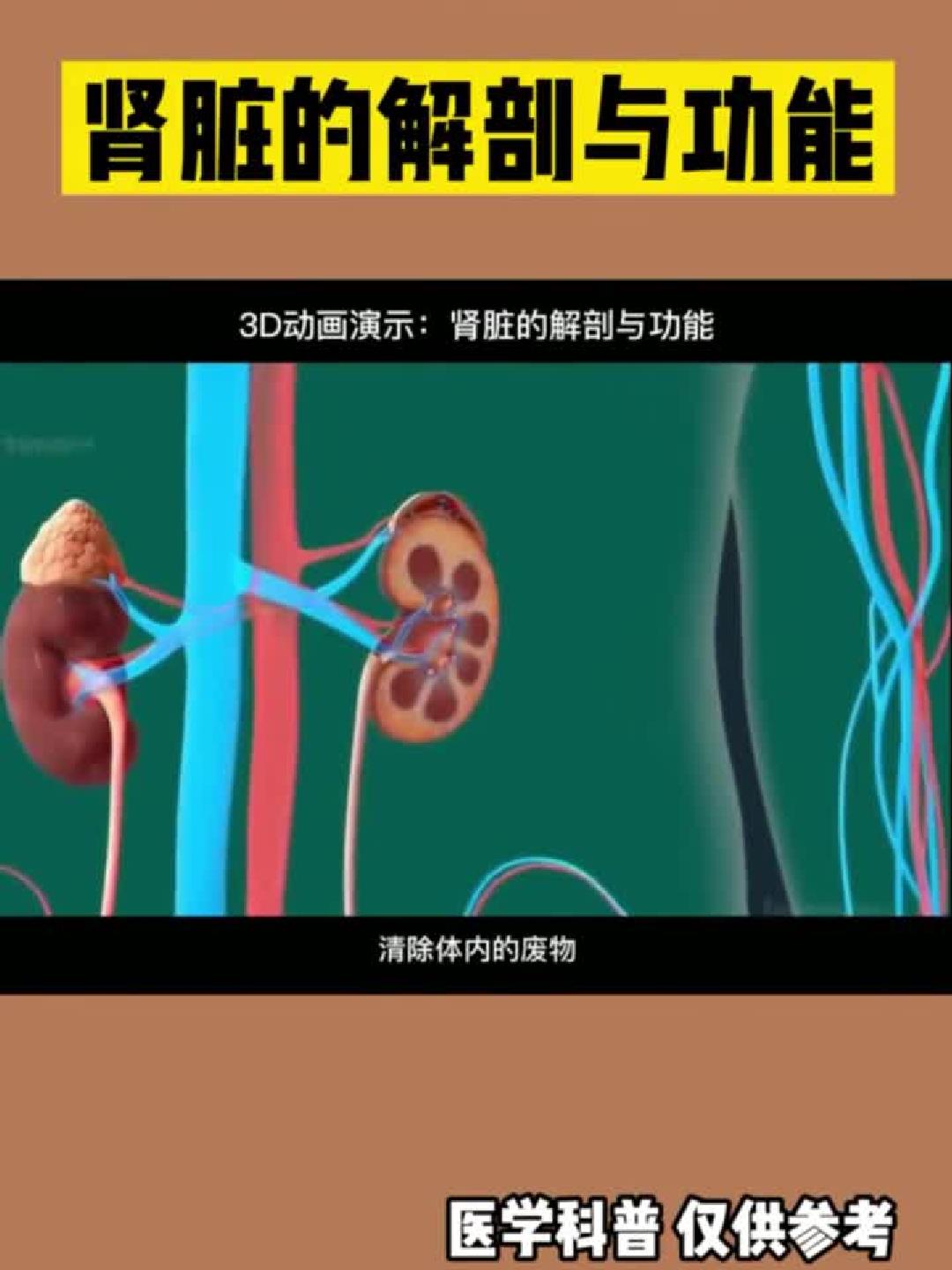 肾脏解剖与功能：揭秘身体“净化器”的奥秘！