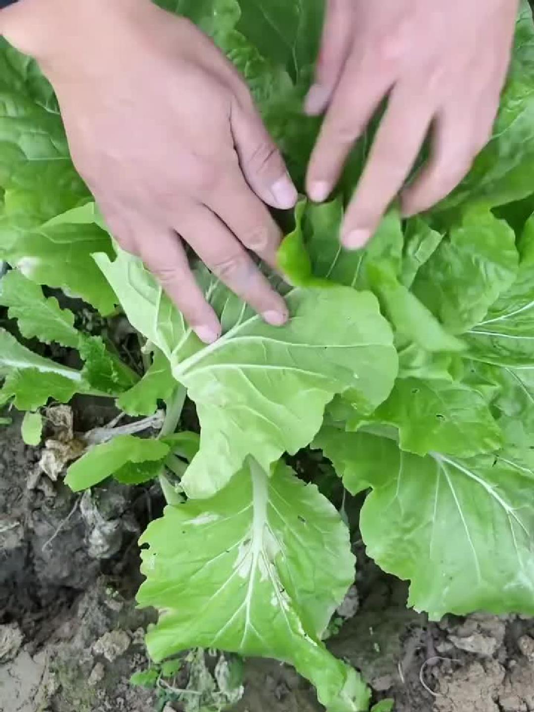 白菜卷心菜快速做法