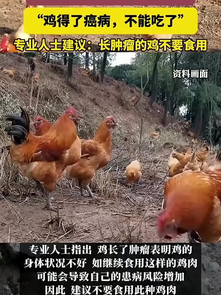奶奶杀鸡意外发现鸡内脏长满肿瘤,专家警告千万别吃!