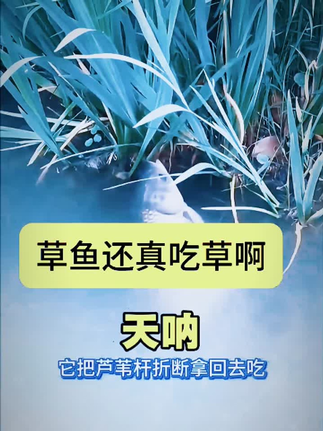 揭秘草鱼食性真相：它们真的吃草吗？
