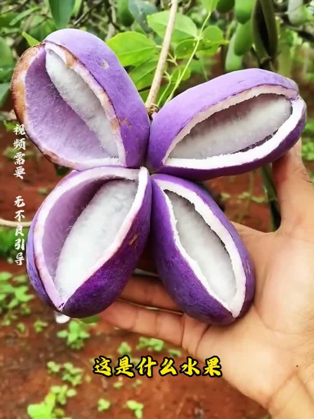 这是什么水果,这是八月瓜