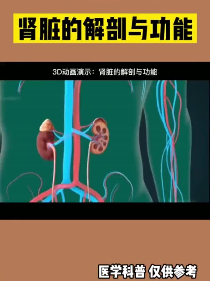 肾脏内部构造与生理功能全解析