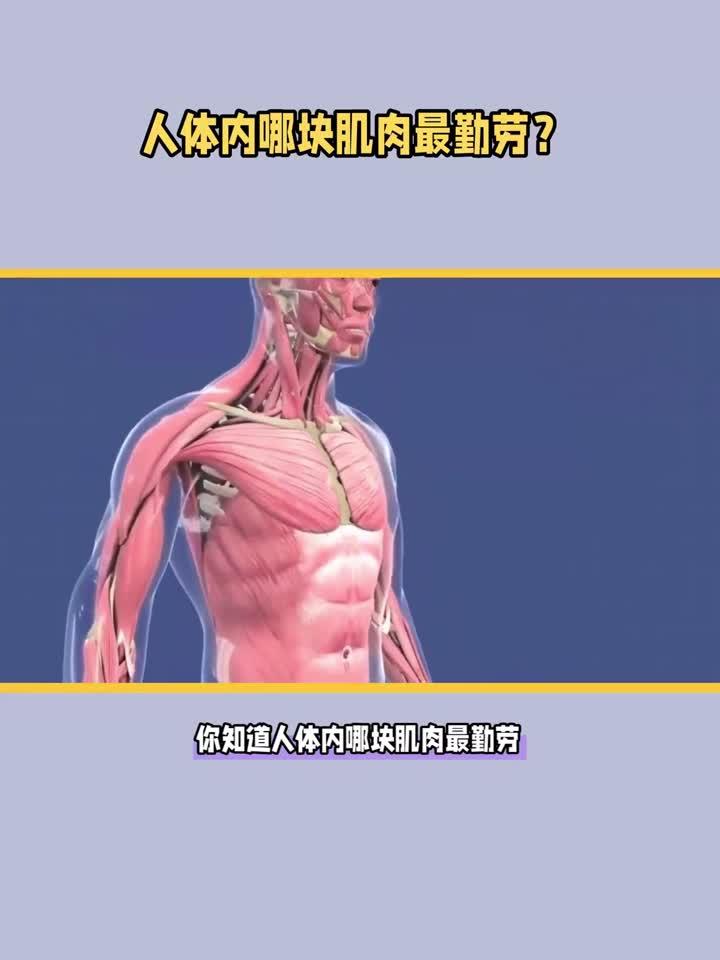 人体内哪块肌肉最勤劳?