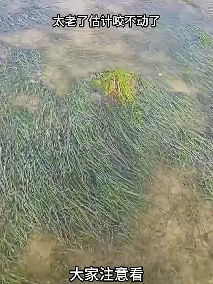 这鲍鱼太老了，煮熟了也咬不动