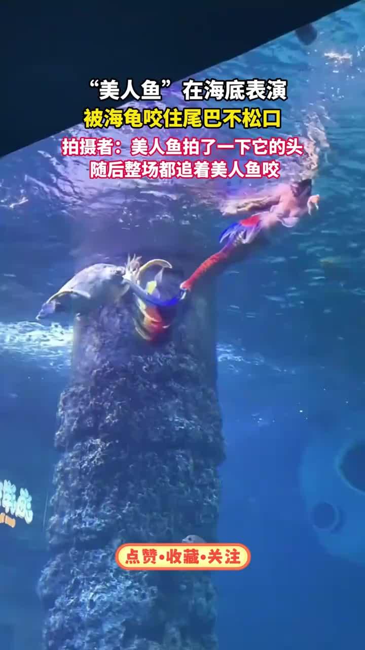 “美人鱼”在海底表演，被海龟咬住尾巴不松口