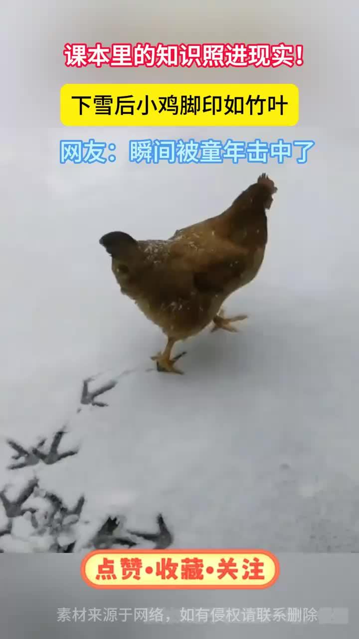 小学语文课本里都是真的，下雪后的小鸡确实能画竹叶