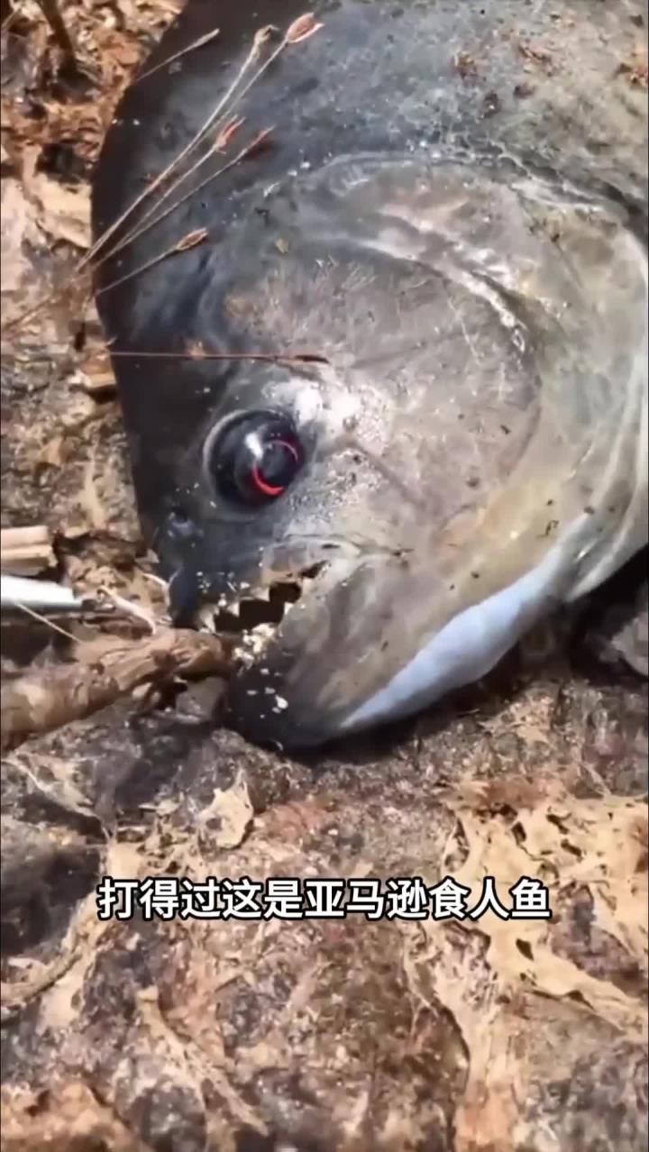 亚马逊食人鱼