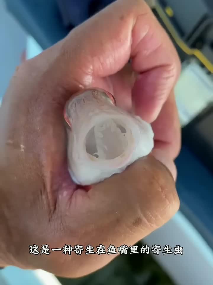 寄生在鱼嘴里的寄生虫，看看它是如何寄生的？