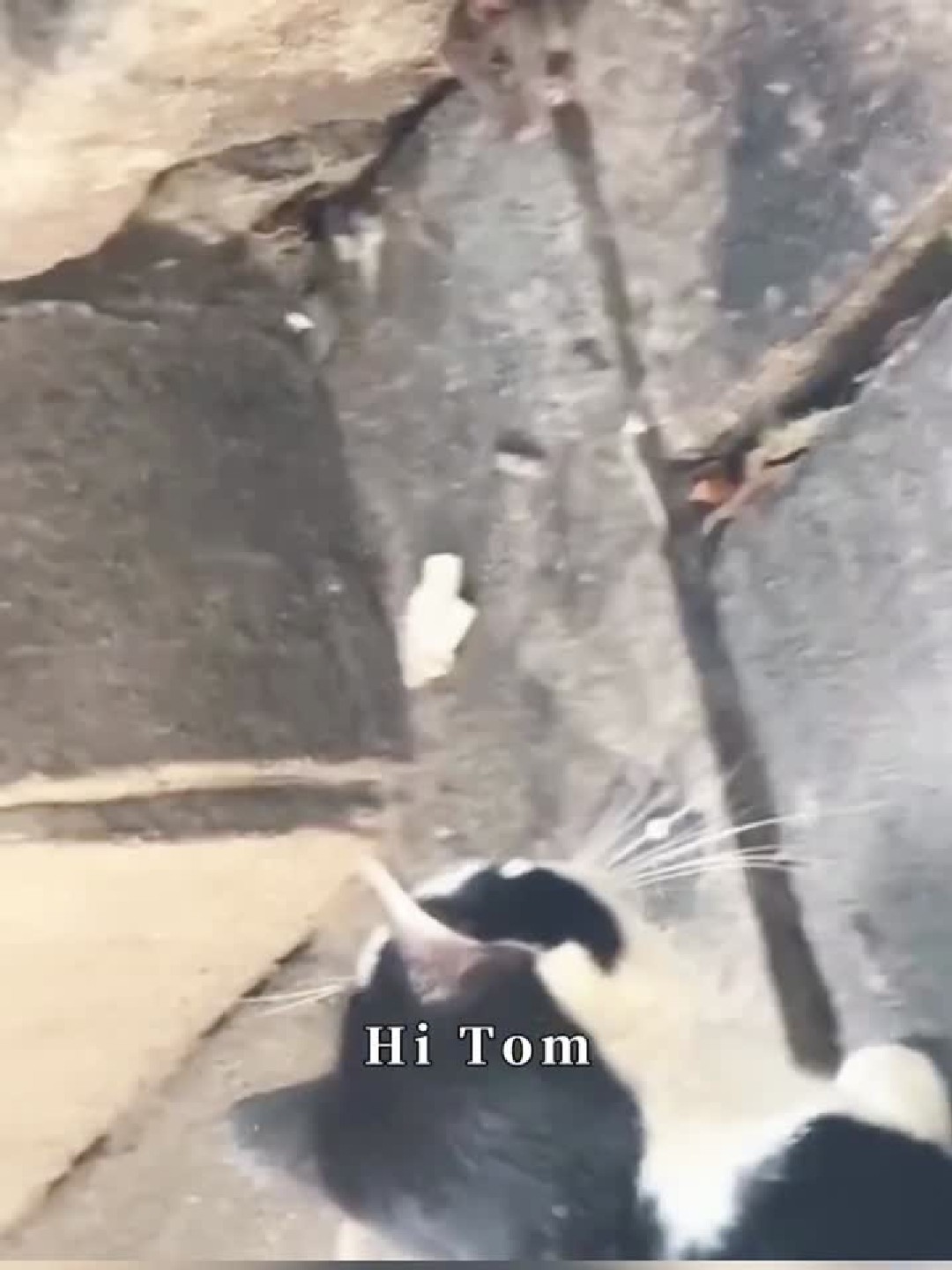 汤姆和杰瑞