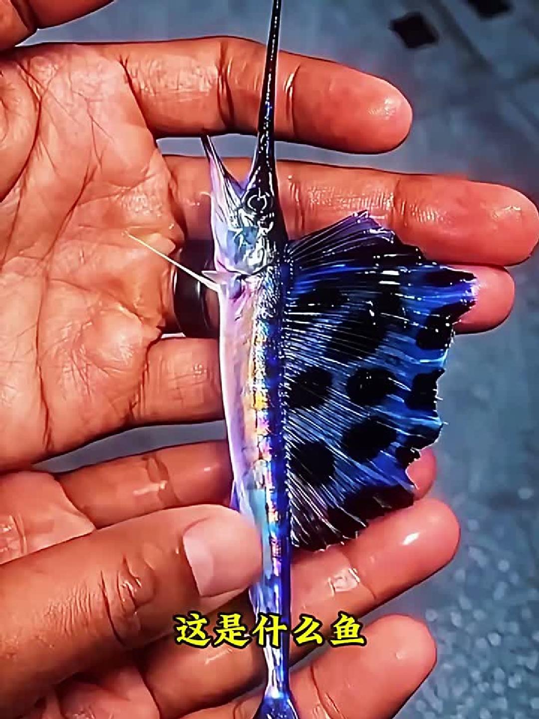 带你见识各种鱼小时候和长大的反差