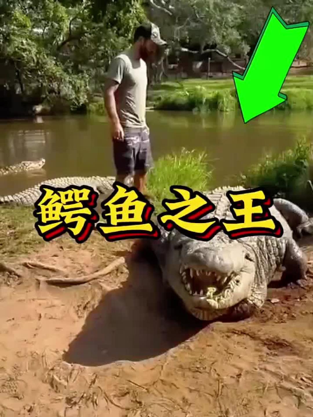 活了126岁的鳄鱼之王！体长16英尺，后代竟超一万只？
