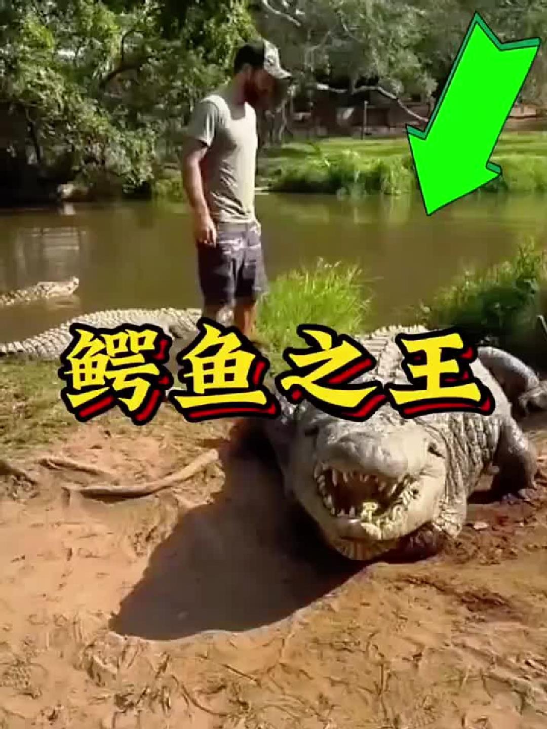 活了126岁的鳄鱼之王！体长16英尺，后代竟超一万只？
