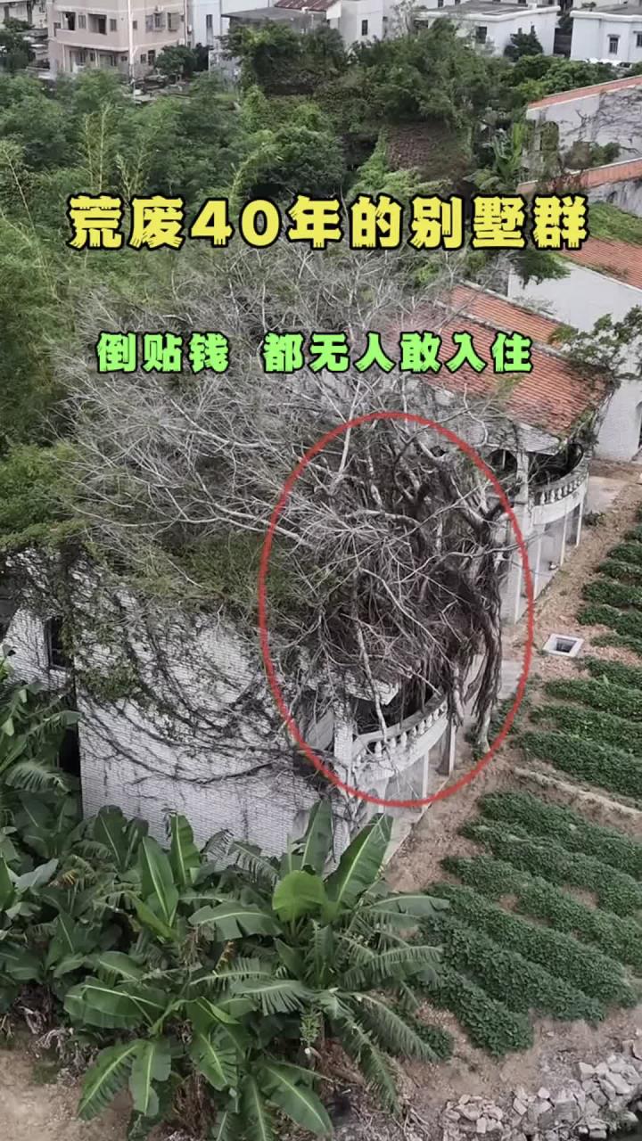 烂尾40年的别墅群，倒贴钱却无人敢入住，如今杂草丛生，为什么在四周种满桃子树和芭蕉