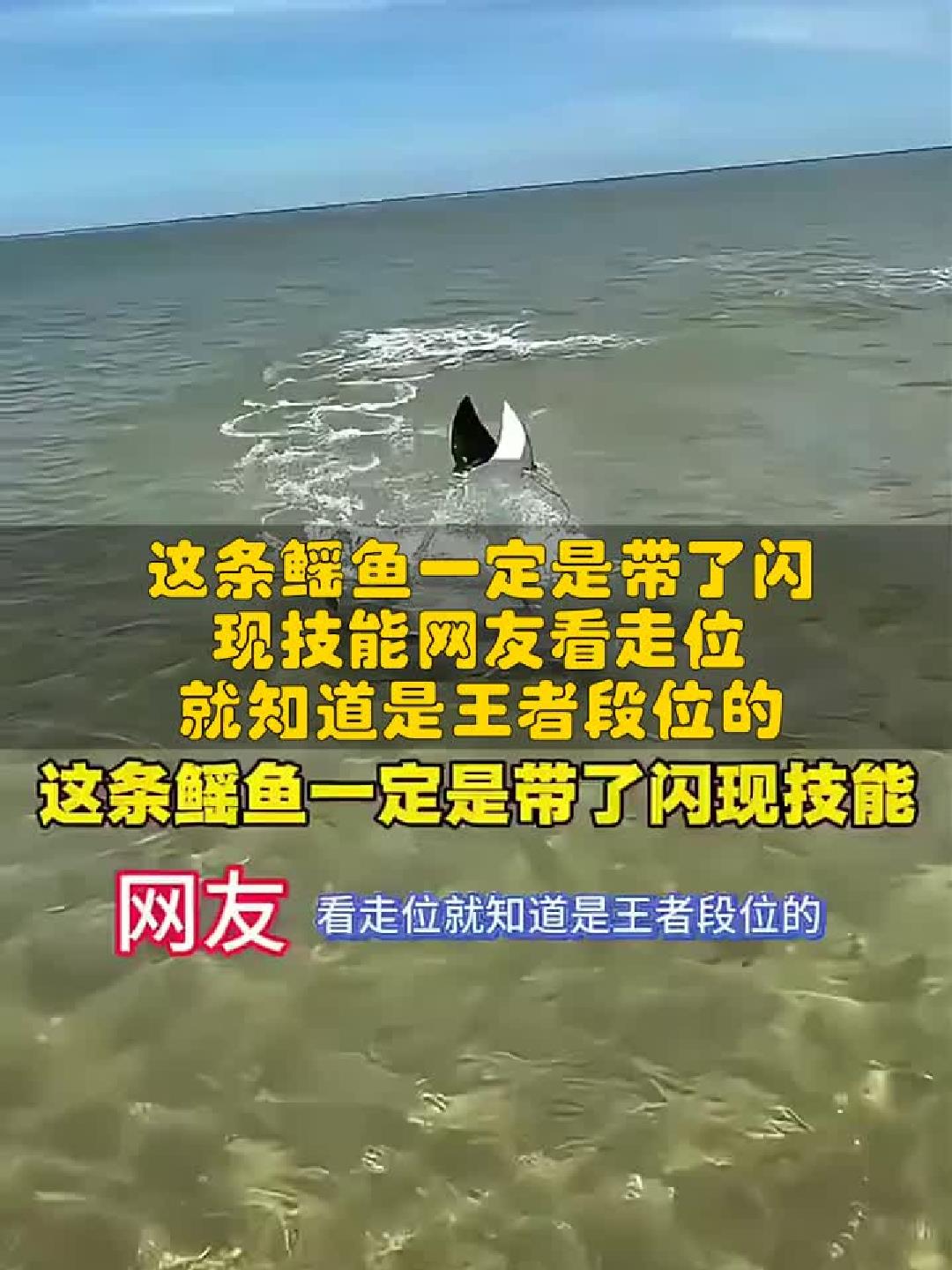 闪现神技！这条鳐鱼的王者走位看呆网友。