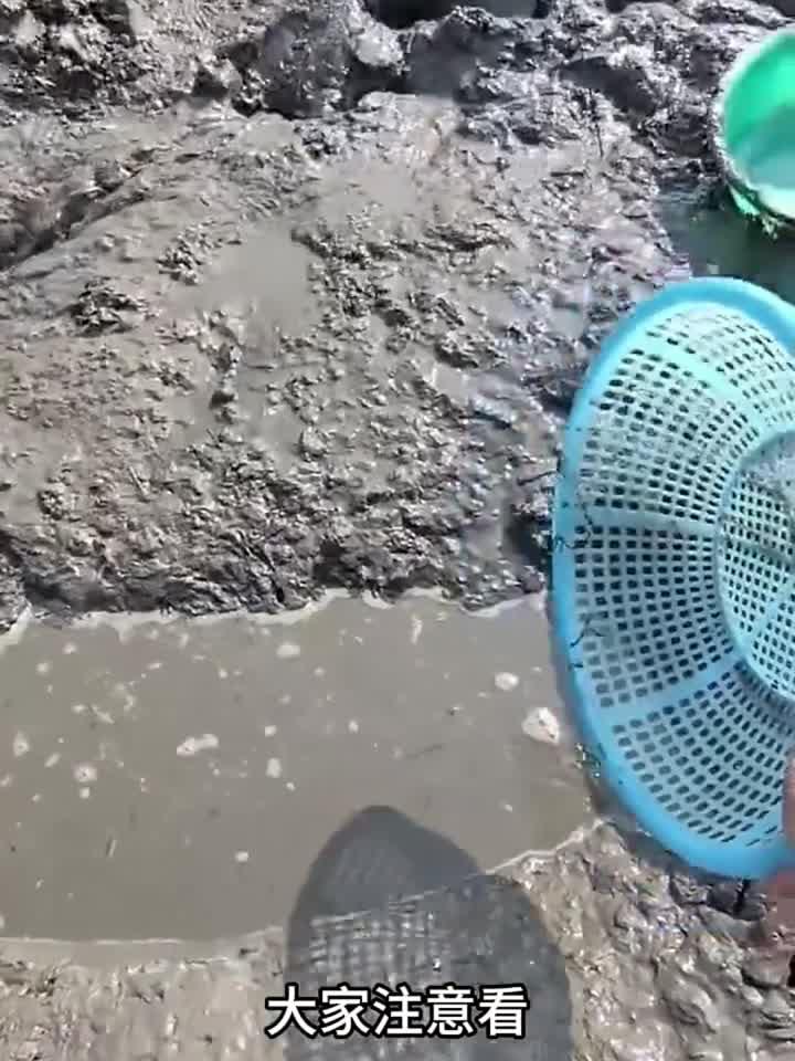 这臭水沟里竟然这么多小鱼