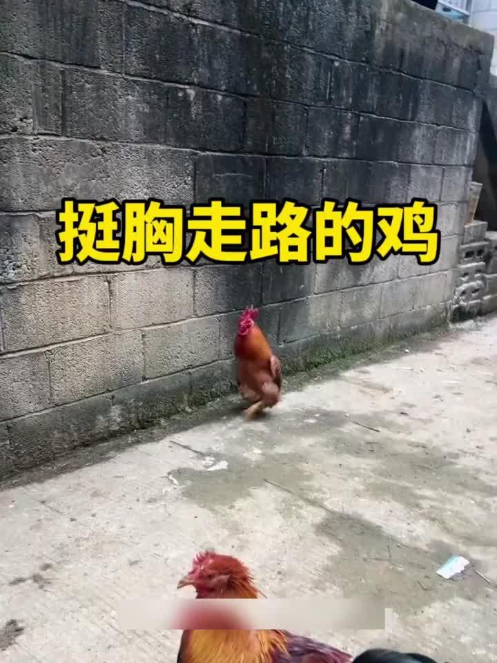 挺胸行走的鸡