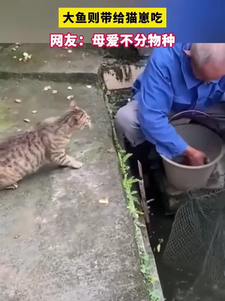 猫妈妈把小鱼给自己吃,大鱼则带给猫崽吃