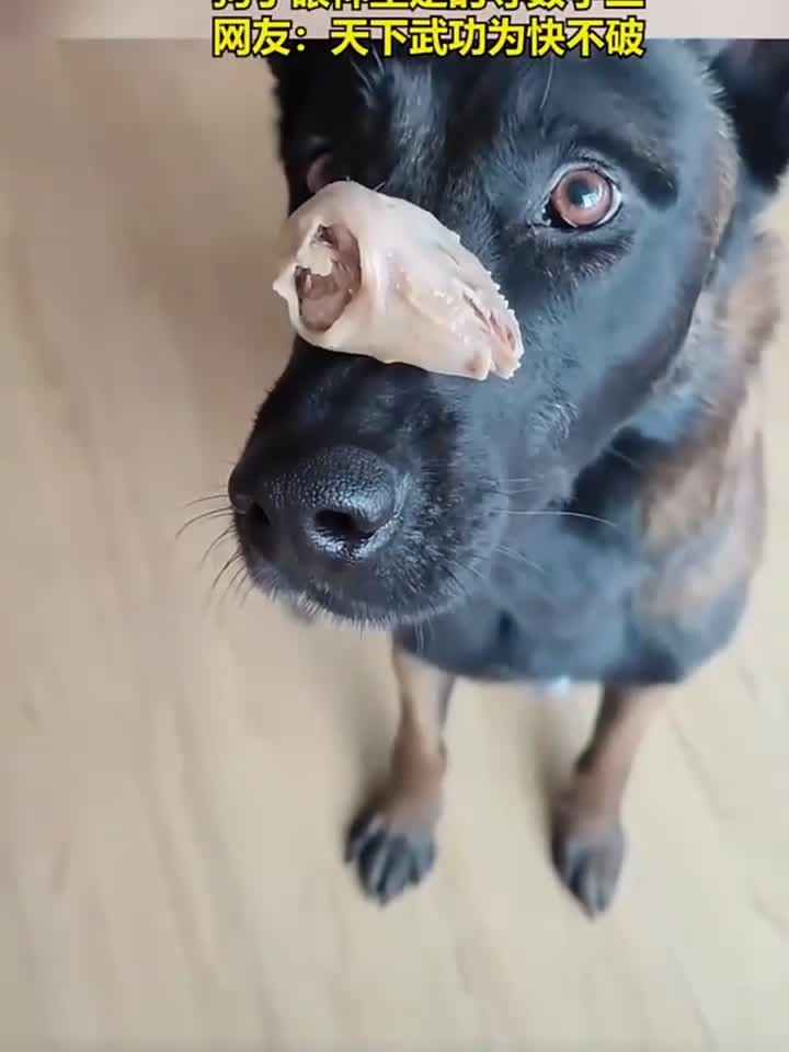 喂狗子吃鸡头，狗子眼神坚定的等数字三