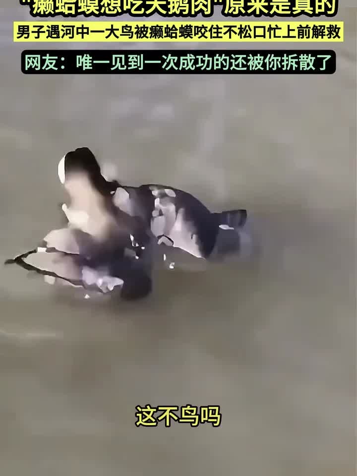 现实版 “癞蛤蟆吃天鹅肉”，网友：解救的是拆散的爱情啊！