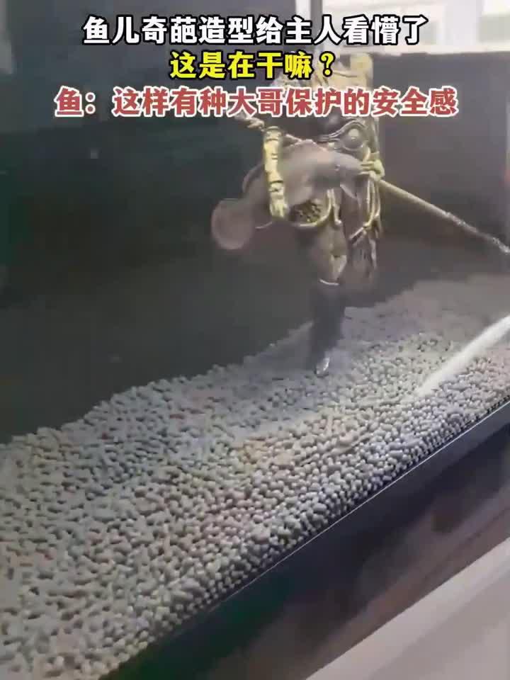 鱼儿奇葩造型给主人看懵了这是在干嘛？鱼：这样有种大哥保护的安