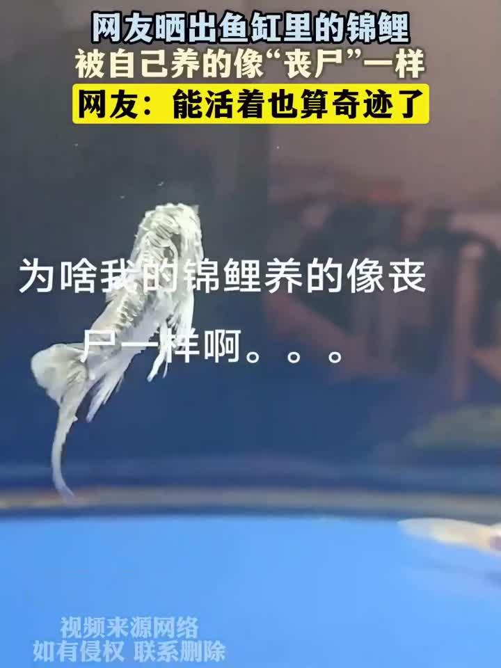 网友晒出鱼缸里的锦鲤,被自己养的像“丧尸”一样