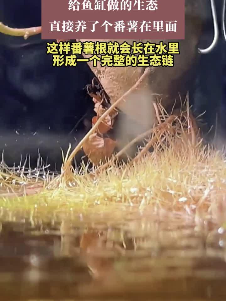 给鱼缸做的生态，直接养了个番薯在里面