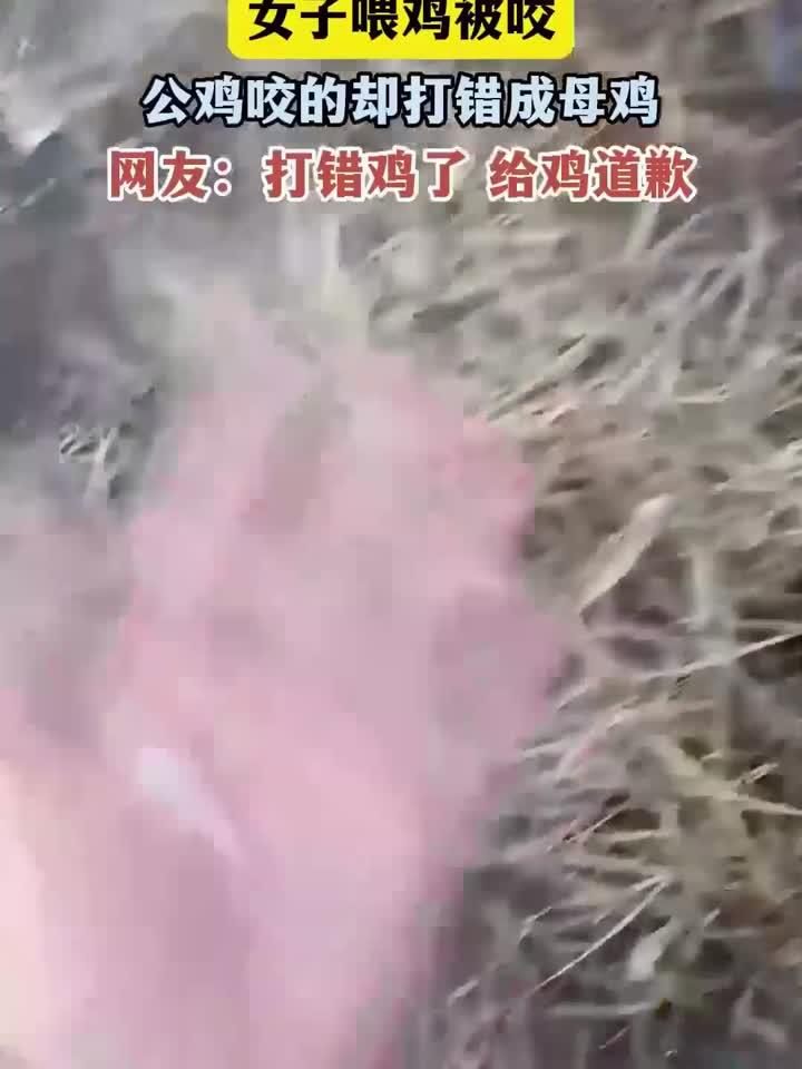 女子喂鸡被咬,公鸡咬的却打错成母鸡