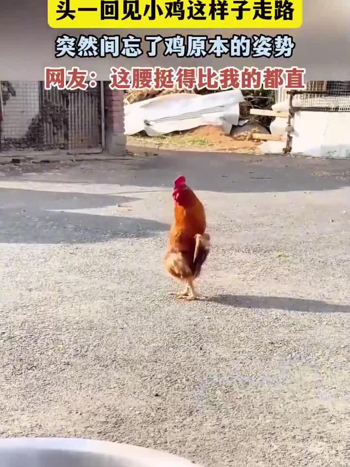 头一回见小鸡这样子走路，突然间忘了鸡原本的姿势