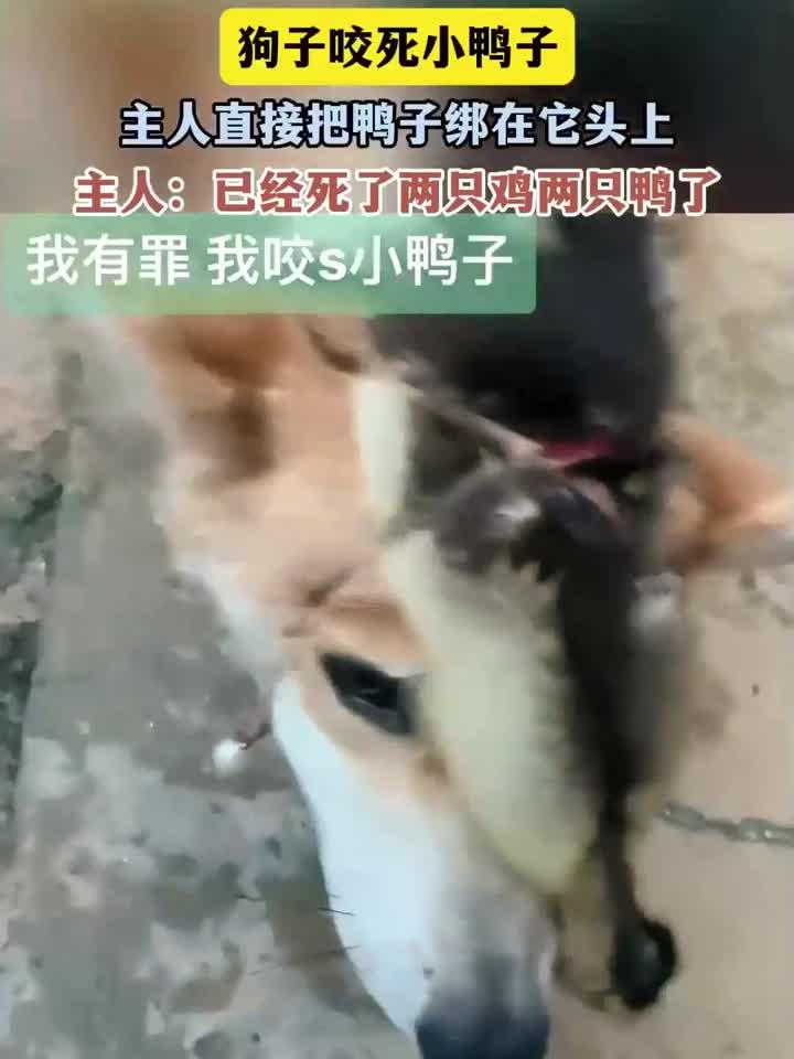 狗子咬死小鸭子，主人直接把鸭子绑在它头上主人：已经死了两只鸡