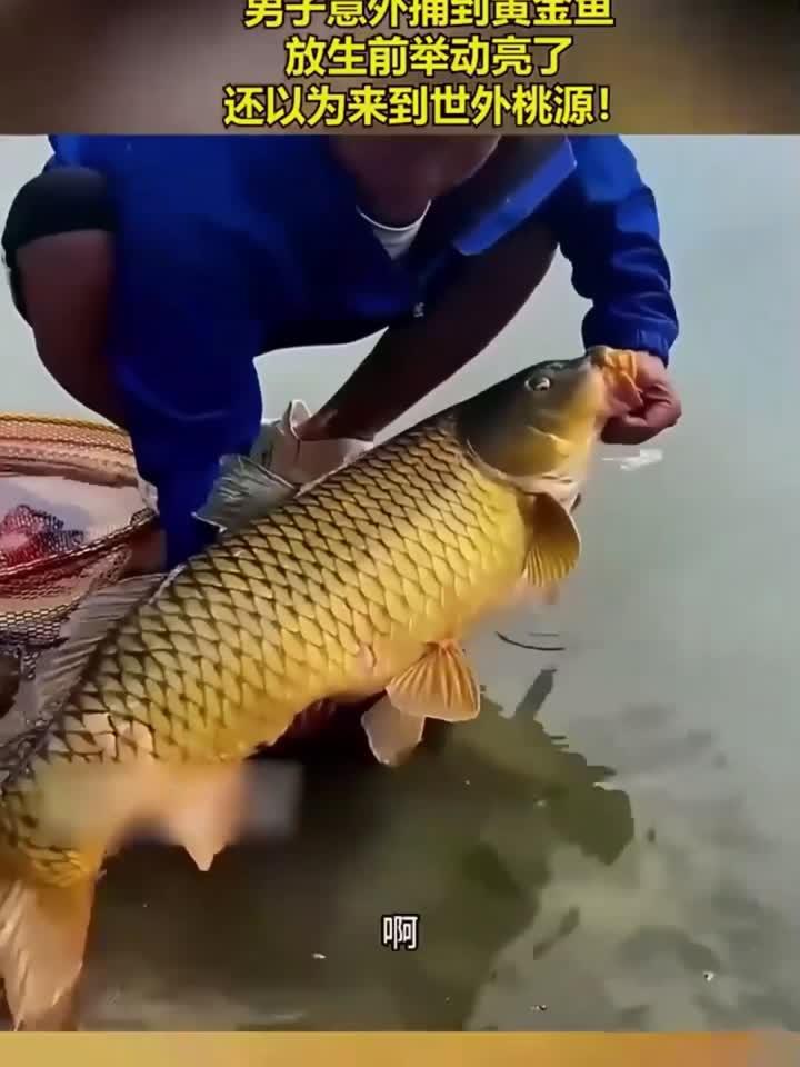 男子意外捕到黄金鱼，放生前举动亮了，还以为来到世外桃源！