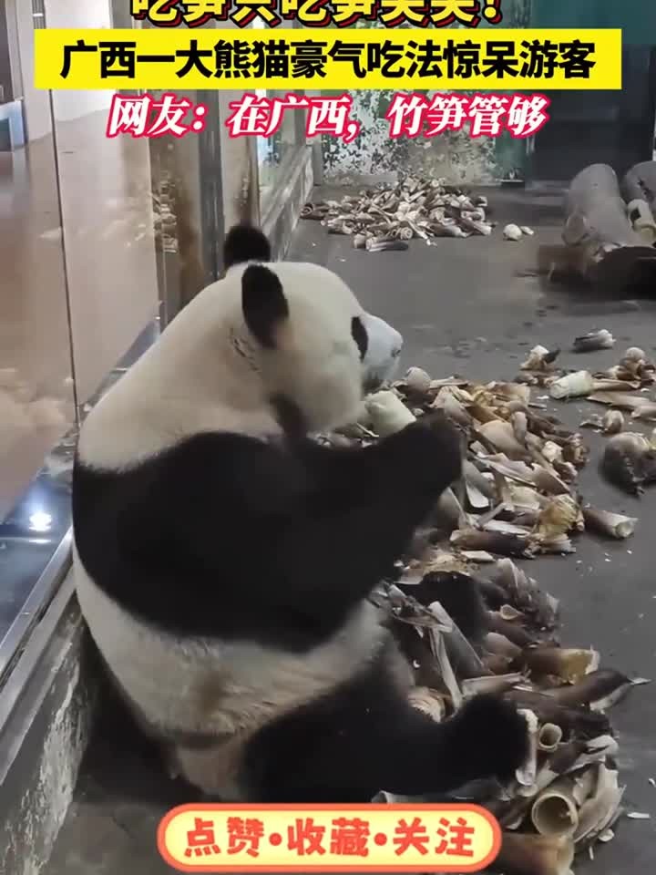 竹笋管够！广西一大熊猫吃笋只吃笋尖尖
