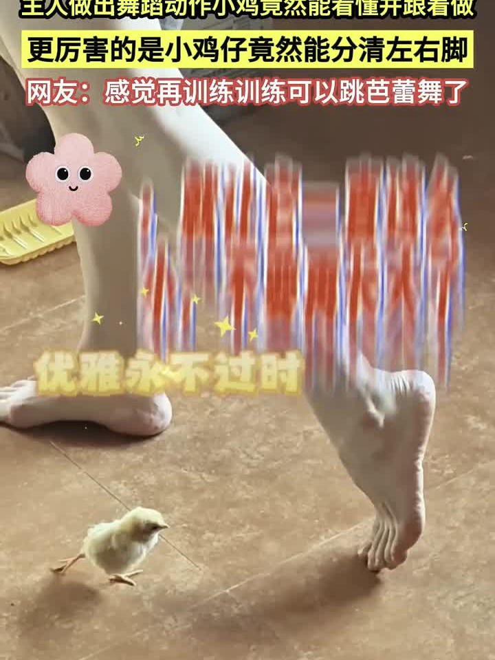 小鸡界的舞蹈天才！看懂主人动作还分左右，这悟性绝了
