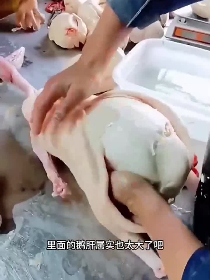 大鹅取鹅肝，鹅肝太大了