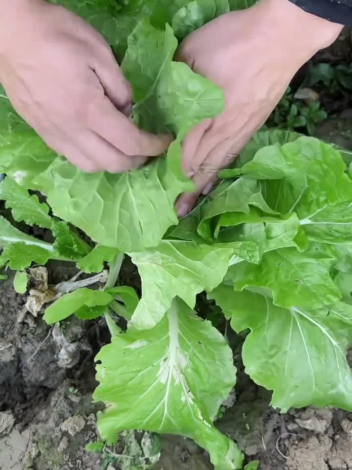 白菜卷心菜快手做法,简单易学!