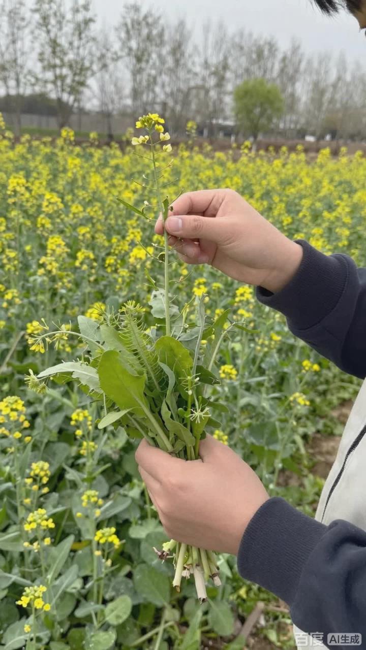 春天吃野菜要注意,别乱吃不知名的野菜!