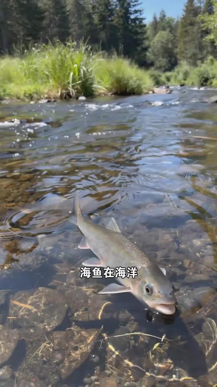 淡水鱼和海鱼不同?家常吃该怎么选?