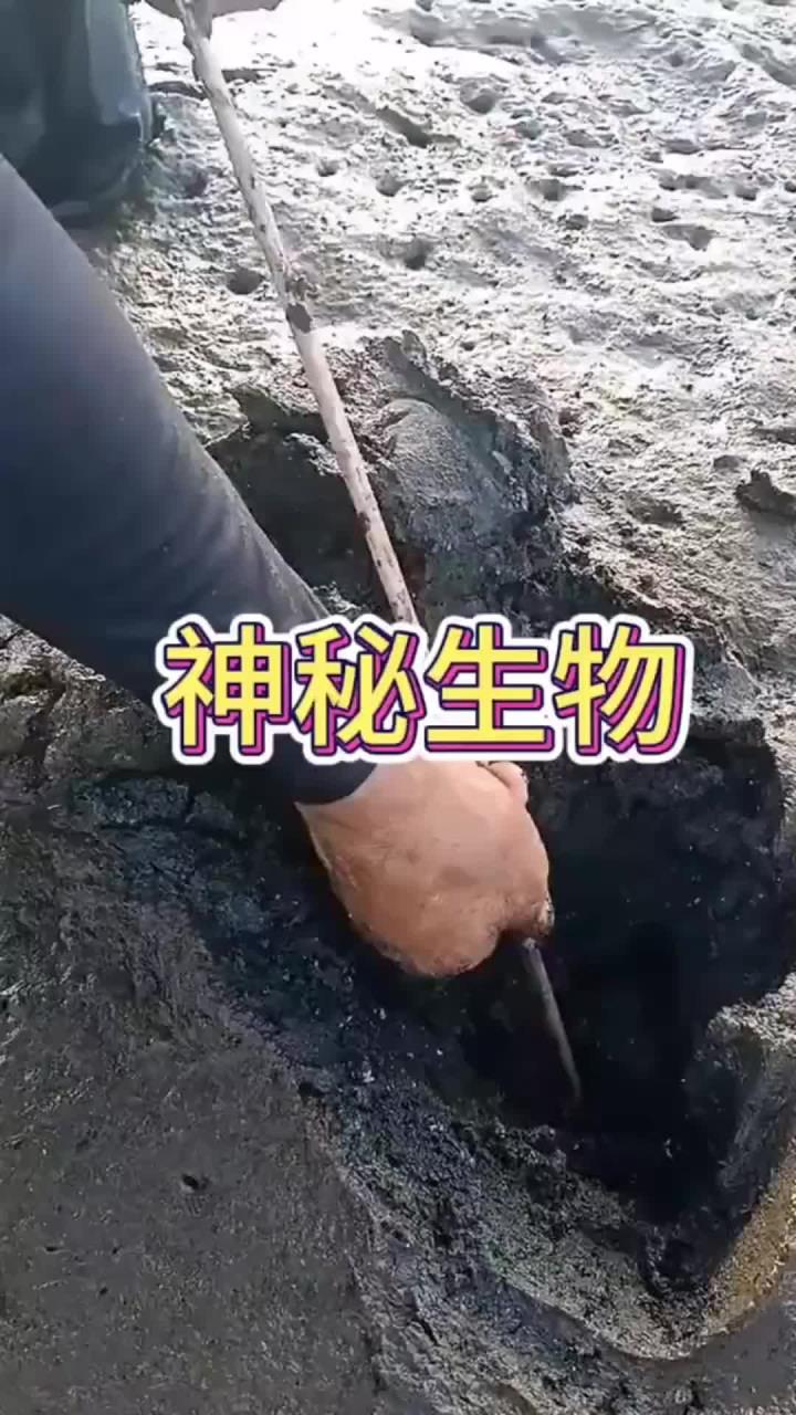 看着眼前的生物，也不知道这是什么品种呀