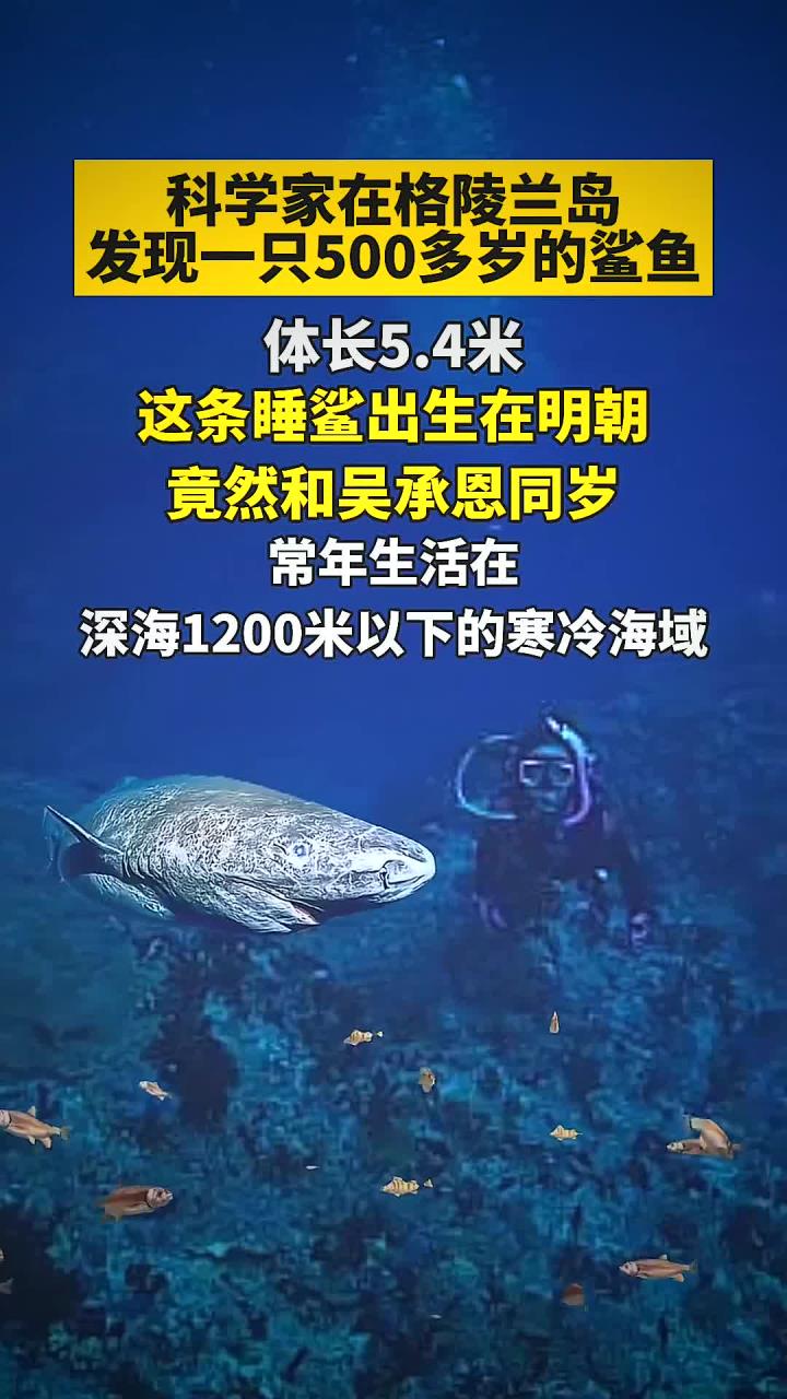 科学家在格陵兰岛发现一只500多岁的鲨鱼，体长5