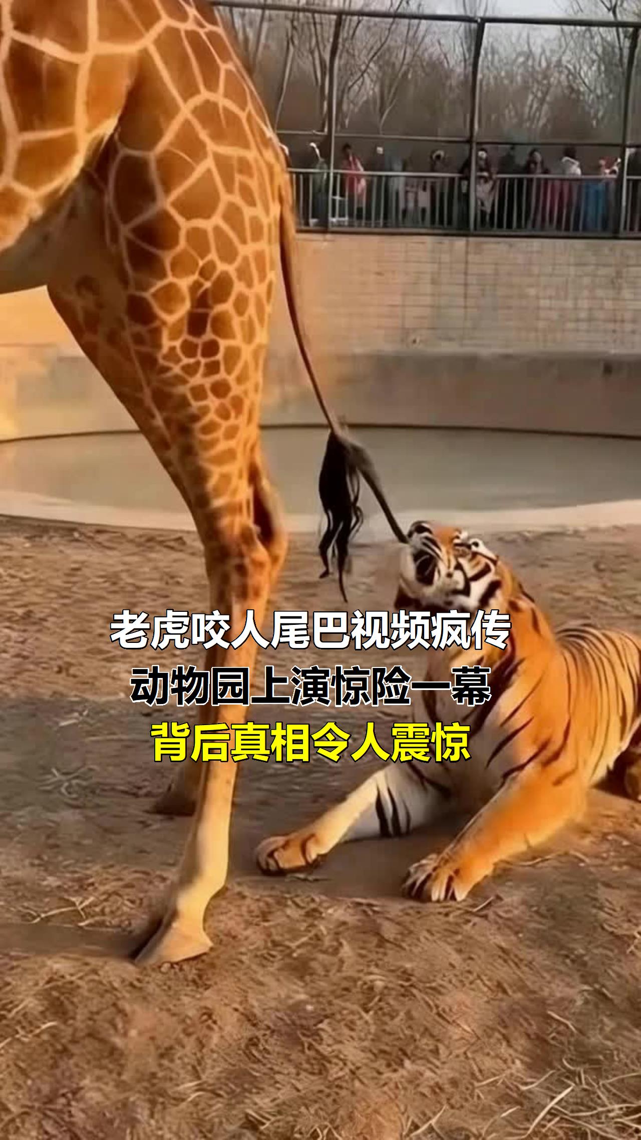 老虎咬人尾巴视频疯传!动物园上演惊险一幕,背后真相令人震惊