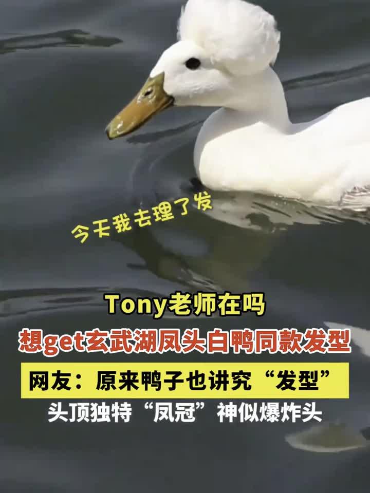 Tony老师在吗！想get玄武湖凤头白鸭同款发型，