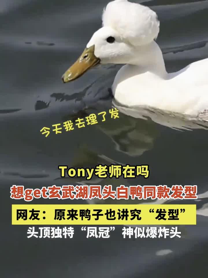 Tony老师在吗！想get玄武湖凤头白鸭同款发型，