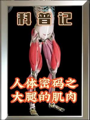 大腿肌肉的重要性