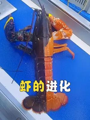 为什么虾要把自己长成方便人类吃掉的样子