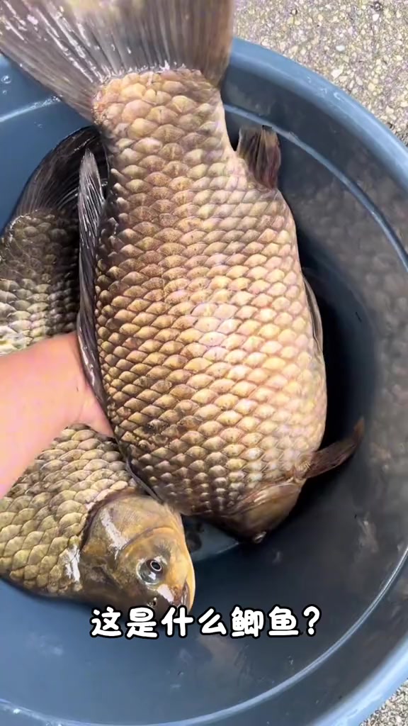 科普盘点16种不同品种的鲫鱼，来看看有没有你不认识的？