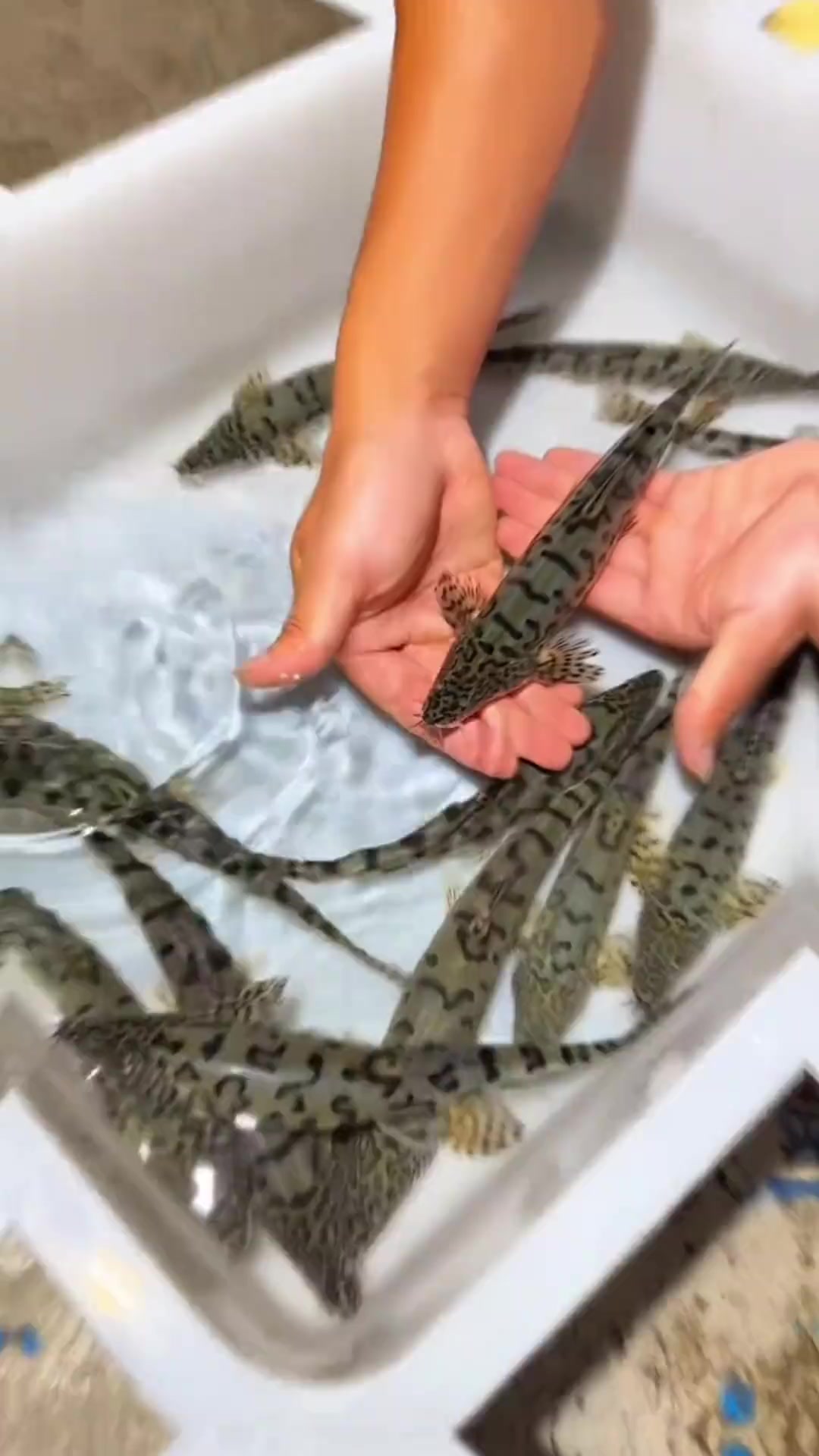 全国看贵州？带你认识20种贵州溪流好吃的淡水鱼，你都吃过几种？