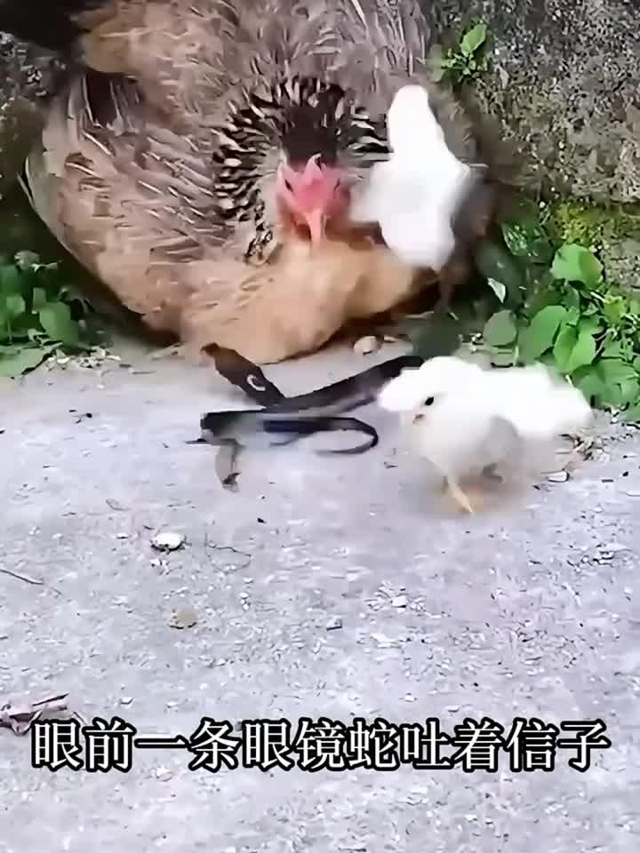 鸡妈妈保护自己的小鸡