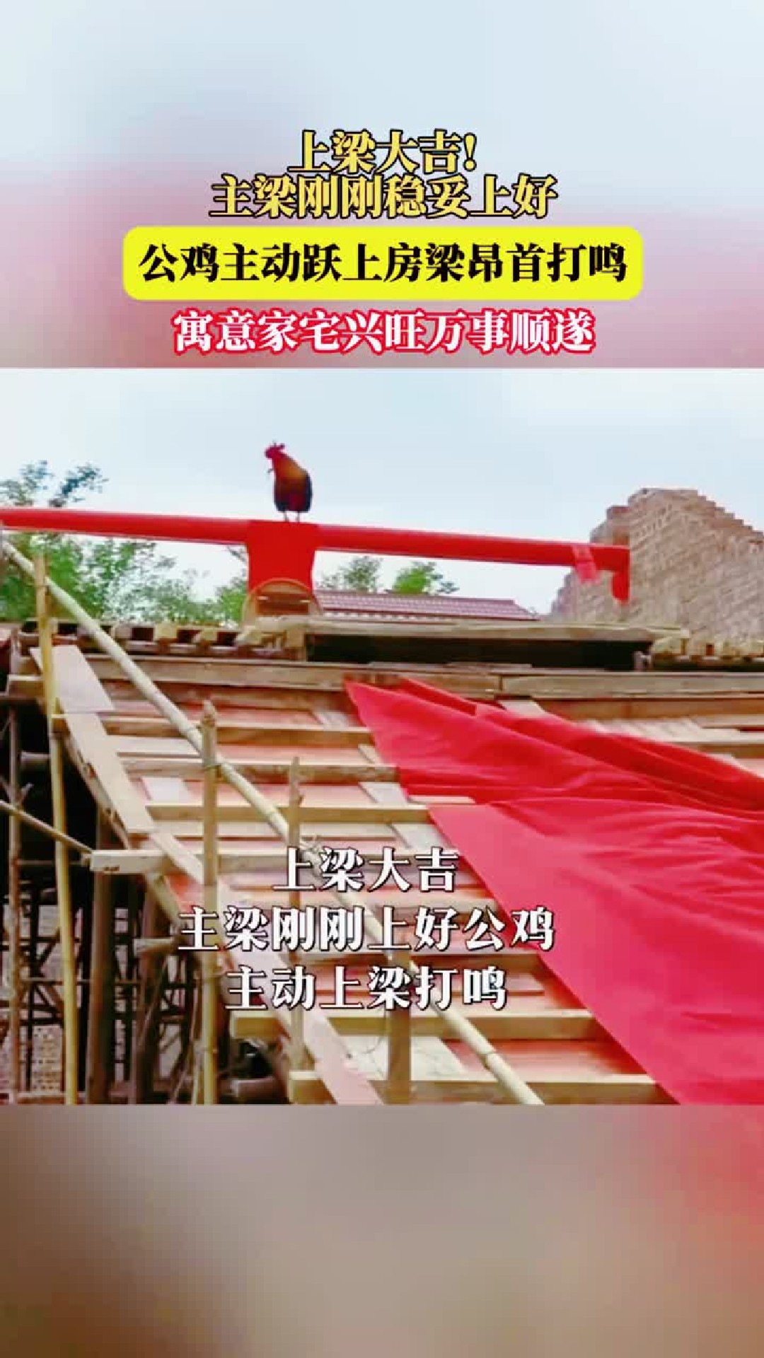 上梁大吉！主梁刚刚稳妥上好，公鸡主动跃上房梁昂首打鸣，寓意家宅兴旺万事顺遂