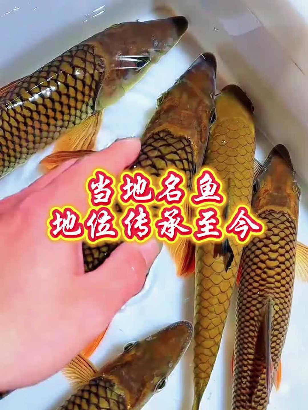 你见过这种长得像怪物的淡水鱼吗？